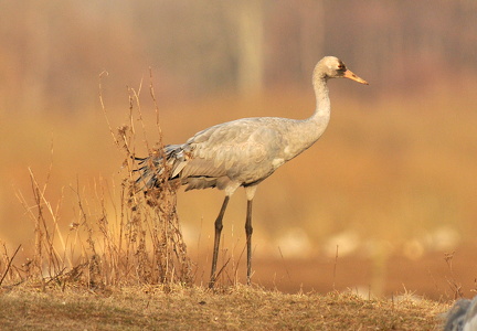 Ung trane (Grus grus)