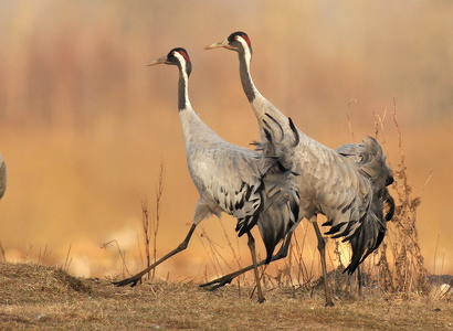 Traner (grus grus)