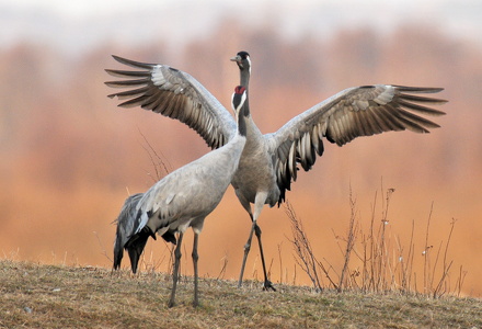 Traner (grus grus)