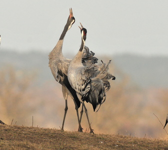 Traner (grus grus)