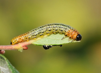 Pteronus salicis
