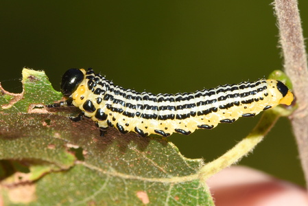 Elmemåler (Abraxas sylvata)
