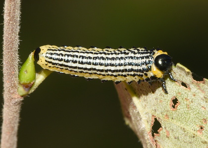 Elmemåler (Abraxas sylvata)