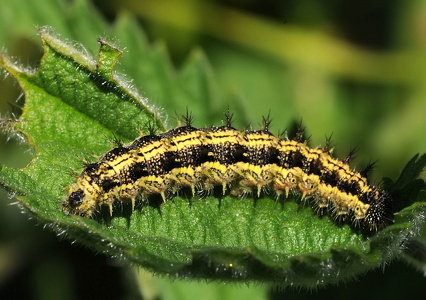 Nældens takvinge  (Aglais urticae)