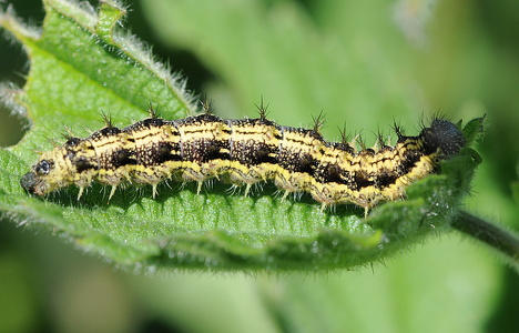 Nældens takvinge  (Aglais urticae)