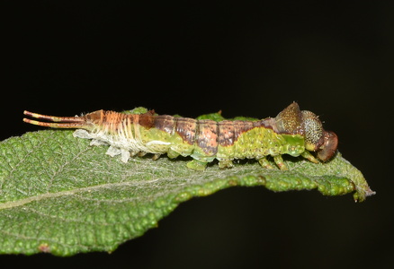 Pilegaffelhale  (Furcula furcula)