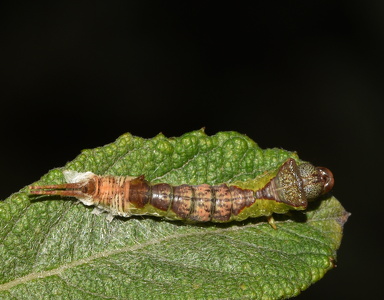 Pilegaffelhale  (Furcula furcula)