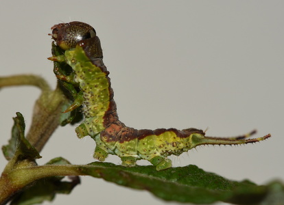 Pilegaffelhale  (Furcula furcula)
