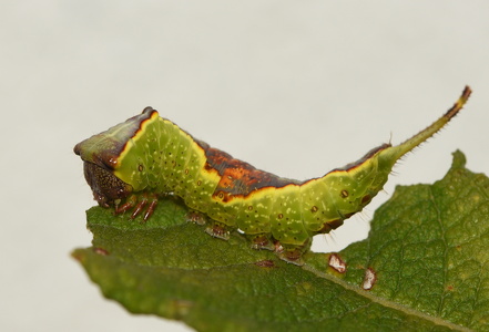 Pilegaffelhale  (Furcula furcula)