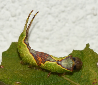 Pilegaffelhale  (Furcula furcula)