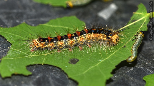 Løvskovsnonne  (Lymantria dispar)