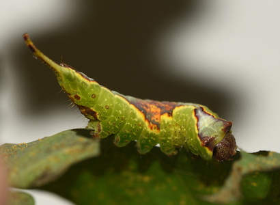 Pilegaffelhale  (Furcula furcula)