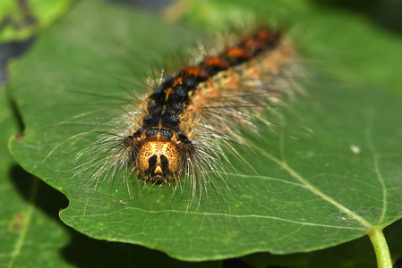 Løvskovsnonne  (Lymantria dispar)