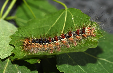 Løvskovsnonne  (Lymantria dispar)