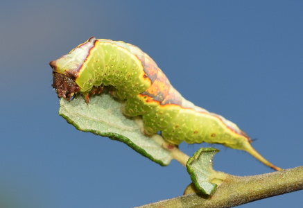 Pilegaffelhale  (Furcula furcula)
