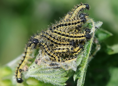  Nældens takvinge (Aglais urticae)