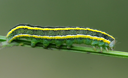 Ærteugle (Ceramica pisi)
