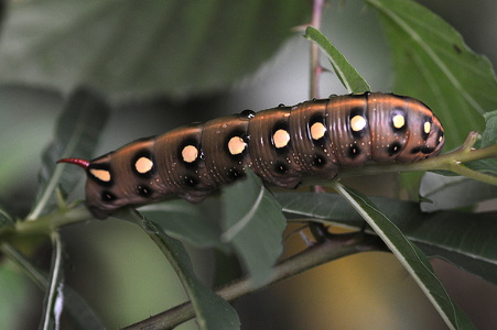 Snerresværmer (Hyles gallii)