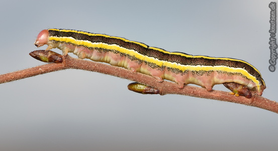 Ærteugle (Ceramica pisi)