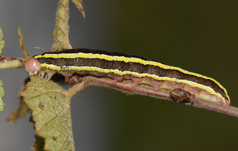 Ærteugle (Ceramica pisi)