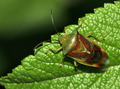 Almindelig løvtæge (Elasmostethus interstinctus)