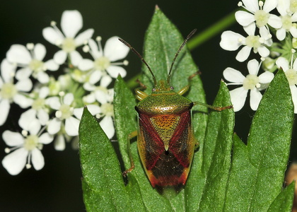 Almindelig løvtæge (Elasmostethus interstinctus)