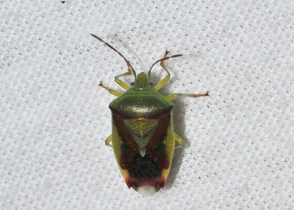 Almindelig løvtæge (Elasmostethus interstinctus)