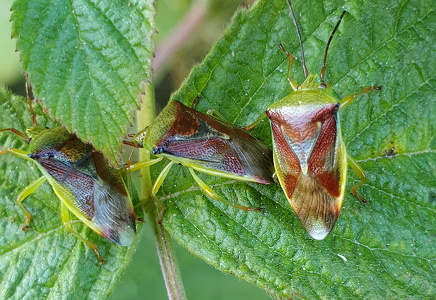 Almindelig løvtæge (Elasmostethus interstinctus)