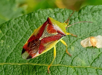 Almindelig løvtæge (Elasmostethus interstinctus)