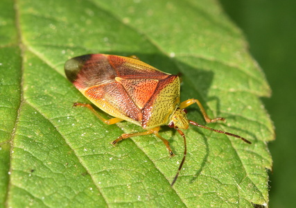 Almindelig løvtæge (Elasmostethus interstinctus)