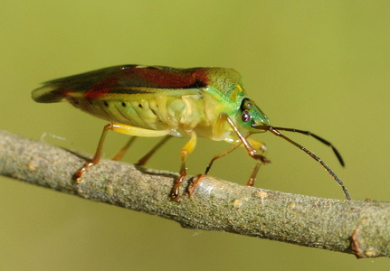 Almindelig løvtæge (Elasmostethus interstinctus)