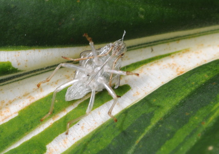 Almindelig løvtæge (Elasmostethus interstinctus)
