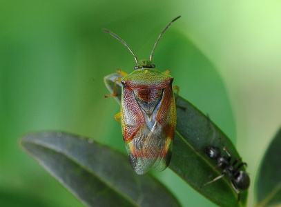 Almindelig løvtæge (Elasmostethus interstinctus)