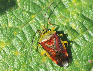 Almindelig løvtæge (Elasmostethus interstinctus)