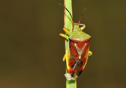 Almindelig løvtæge (Elasmostethus interstinctus)