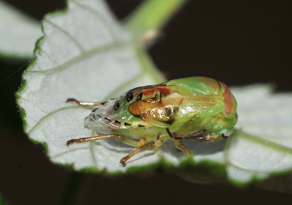 Almindelig løvtæge (Elasmostethus interstinctus)