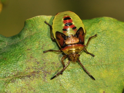 Almindelig løvtæge (Elasmostethus interstinctus)