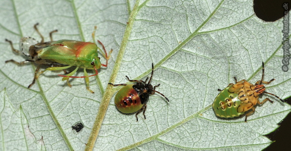 Almindelig løvtæge (Elasmostethus interstinctus)