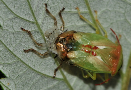 Almindelig løvtæge (Elasmostethus interstinctus)