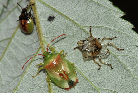 Almindelig løvtæge (Elasmostethus interstinctus)
