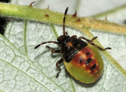 Almindelig løvtæge (Elasmostethus interstinctus)
