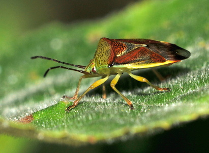 Almindelig løvtæge (Elasmostethus interstinctus)