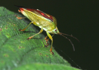 Almindelig løvtæge (Elasmostethus interstinctus)