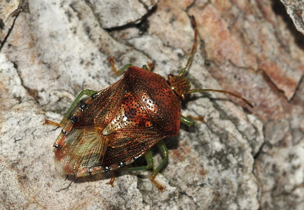 Almindelig Birketæge (Elasmucha grisea)
