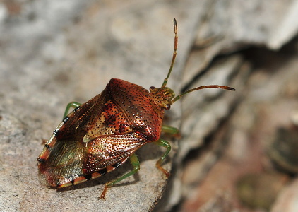 Almindelig Birketæge (Elasmucha grisea)