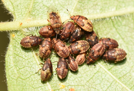 Almindelig Birketæge (Elasmucha grisea)
