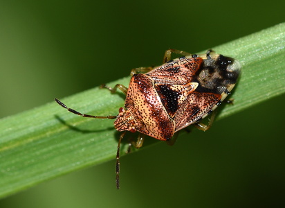 Almindelig Birketæge (Elasmucha grisea)