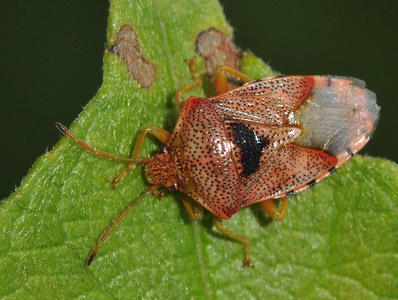 Almindelig Birketæge (Elasmucha grisea)