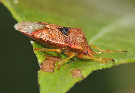 Almindelig Birketæge (Elasmucha grisea)