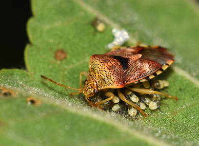 Almindelig Birketæge (Elasmucha grisea)